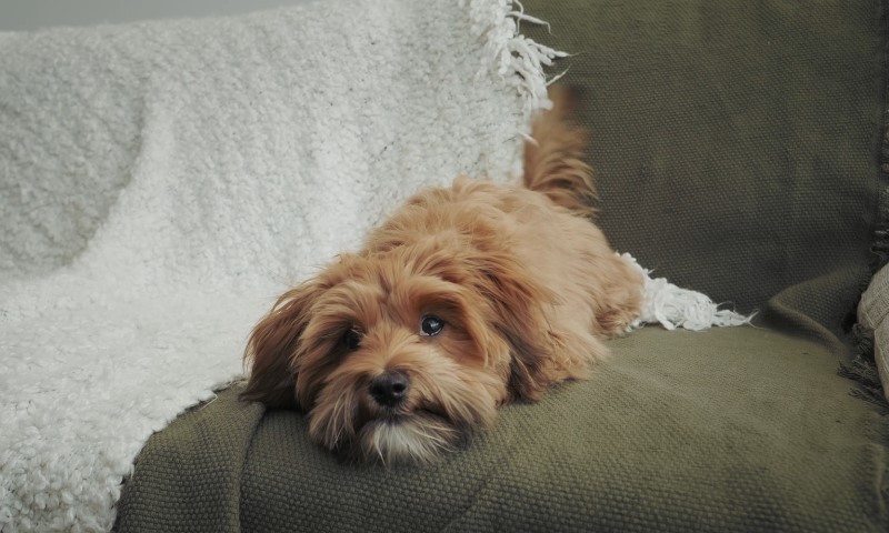 Pas leži na kauču u stanu