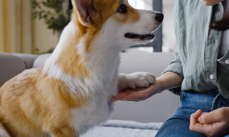 Korgi se igra sa vlasnikom u stanu