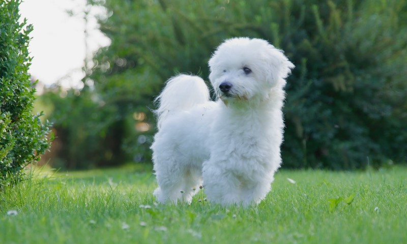 Beli bišon stoji na zelenom travnjaku